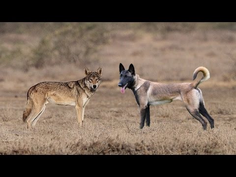 DOG vs WOLF BRAIN & INTELLIGENCE