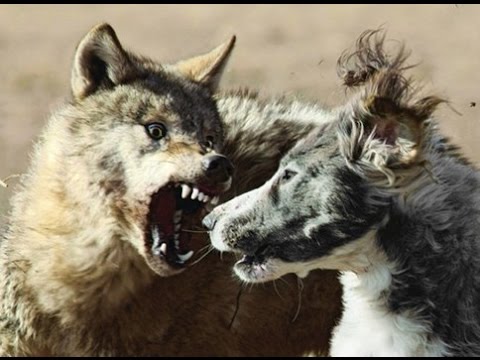 DOG vs WOLF COMPARISON: DIFFERENCE & SIMILARITY