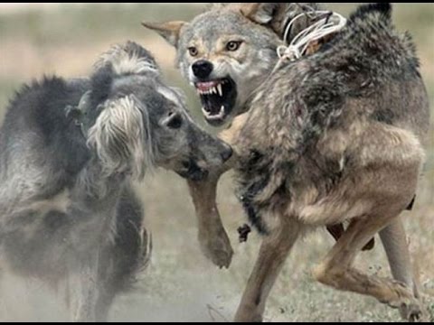 RISK-TAKING COMPARISON IN DOGS & WOLFS