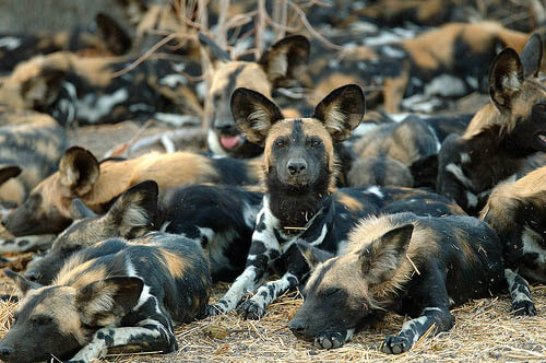 WILD AFRICAN DOG