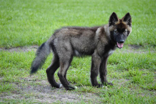 DOG vs WOLF COMPARISON: DIFFERENCE & SIMILARITY