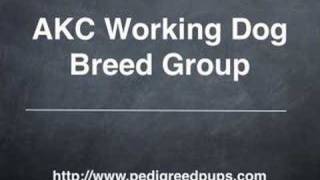 WATCH DOG & PUPPY VIDEO !!!