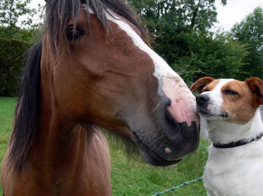 HOW TO INTRODUCE A DOG TO HORSE - DOG AND HORSE FRIENDSHIP