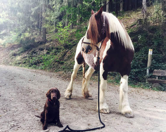 HOW TO CHOOSE A BEST DOG FOR HERDING, WORKING, RIDING ON HORSE