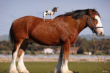 DOG AND HORSE FRIENDSHIP, DOG VS HORSE - BEST FRIENDS