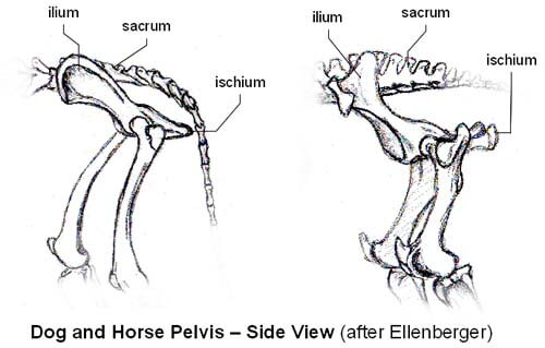 DOG AND HORSE, DOG VS HORSE ANATOMY - DIFFERENCES & SIMILARITIES