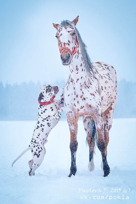DOG AND HORSE, DOG VS HORSE FRIENDSHIP