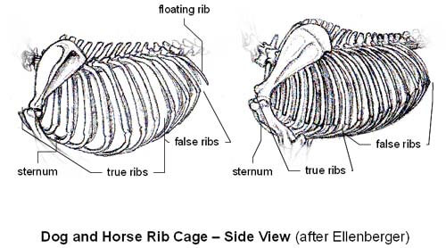 DOG AND HORSE, DOG VS HORSE ANATOMY - DIFFERENCES & SIMILARITIES