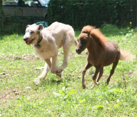 DIFFERENCES BETWEEN DOG AND HORSE