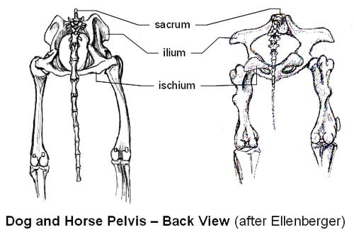 DOG AND HORSE, DOG VS HORSE ANATOMY - DIFFERENCES & SIMILARITIES