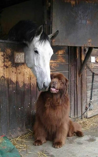 DOG AND HORSE SAFE RELATIONSHIPS