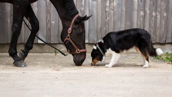 HOW TO INTRODUCE A DOG TO HORSE - DOG AND HORSE FRIENDSHIP