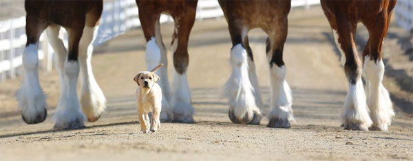 HOW TO INTRODUCE A DOG TO HORSE - DOG AND HORSE FRIENDSHIP