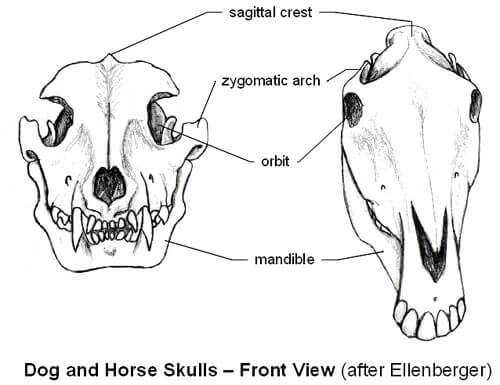 DOG AND HORSE, DOG VS HORSE ANATOMY - DIFFERENCES & SIMILARITIES