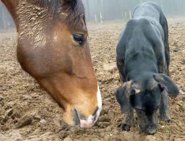 DOG AND HORSE