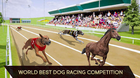 DOG VS HORSE RACING