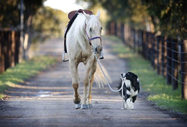 DOG VS HORSE RACING