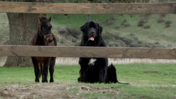 DOG AND HORSE TRAINING GUIDE