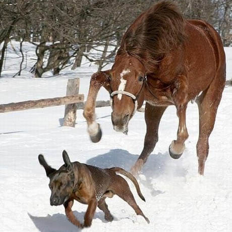 DOG AND HORSE TRAINING