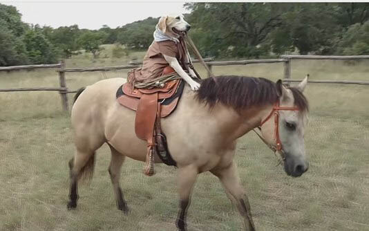 RIDING ON HORSES WITH THE DOGS