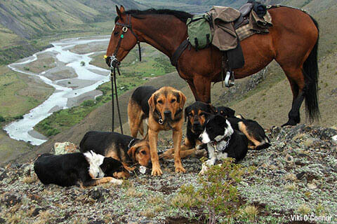 HOW TO INTRODUCE A DOG TO HORSE - DOG AND HORSE FRIENDSHIP