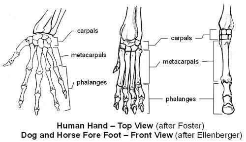 DOG AND HORSE, DOG VS HORSE ANATOMY - DIFFERENCES & SIMILARITIES