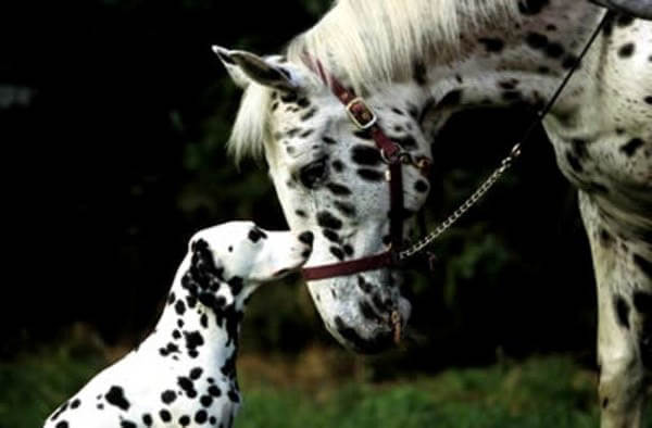 DOG AND HORSE SAFE RELATIONSHIPS