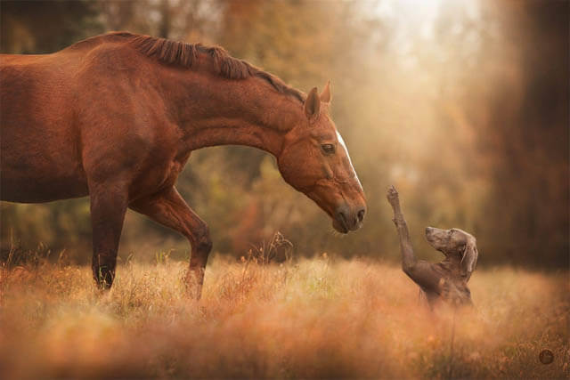 RIDING ON HORSES WITH THE DOGS