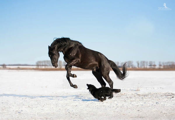 HOW TO INTRODUCE A DOG TO HORSE - DOG AND HORSE FRIENDSHIP