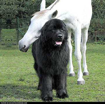 DOG AND HORSE