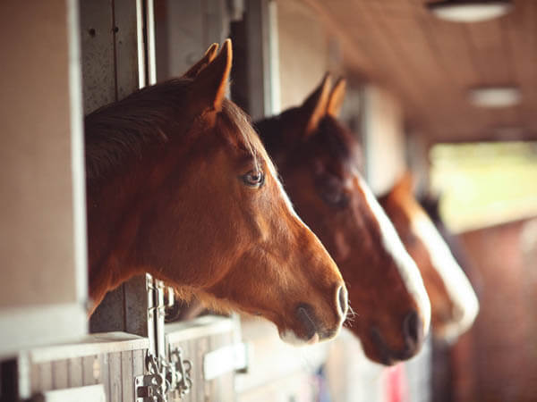 DOG AND HORSE, DOG & HORSE INTELLIGENCE: IS HORSE SMARTER THEN A DOG?
