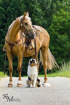 DIFFERENCES BETWEEN DOG AND HORSE