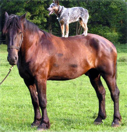 DOG AND HORSE TRAINING