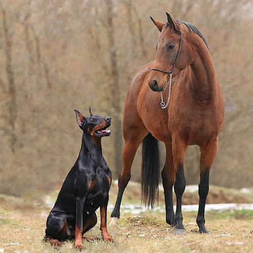 HOW TO CHOOSE A BEST DOG FOR HERDING, WORKING, RIDING ON HORSE