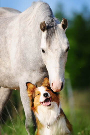 DOG AND HORSE, DOG VS HORSE, DOG & HORSE