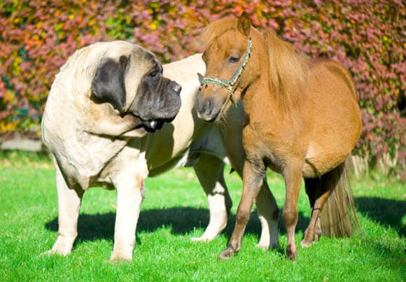 DOG AND MINIATURE GUIDE SERVICE HORSE, DOG VS MINIATURE HORSE, DOG & PONY
