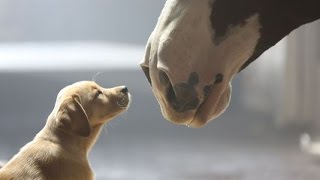 WATCH DOG & HORSE VIDEO !!!