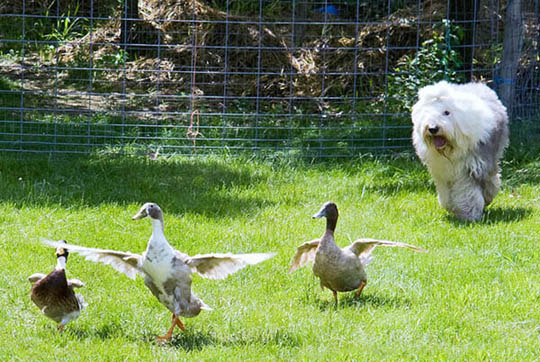 SHEEPDOG DISPLAYS