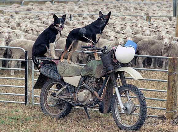 HERDING DOGS