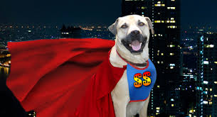 9/11 HEROIC BRAVE DOGS