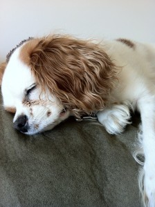 WHERE SHOULD DOG SLEEP?