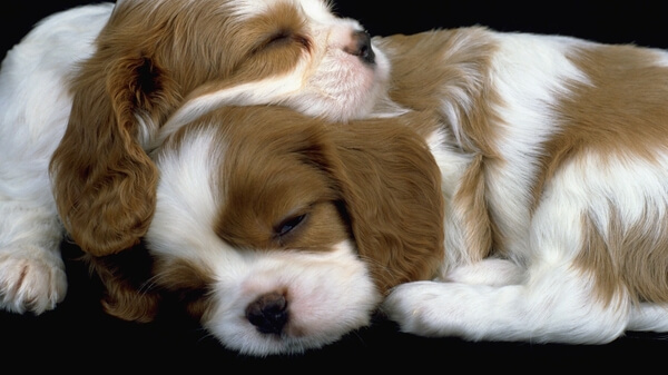 WHERE SHOULD DOG SLEEP?