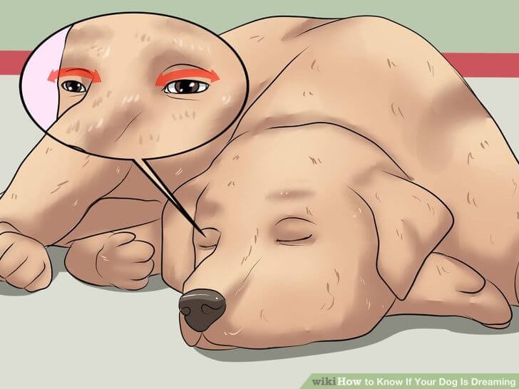 Dog Dreams and Sleep Bark Reasons
