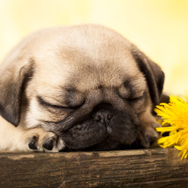 Dog Dreams, Do dogs dream? Dog Dreams Inn and Video