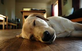 Dog Dreams and Sleep Bark Reasons