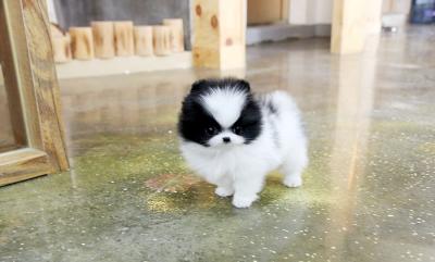 TEACUP, TOY & POCKET DOGS