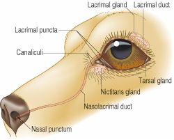 DOG EYE TEAR DROPS