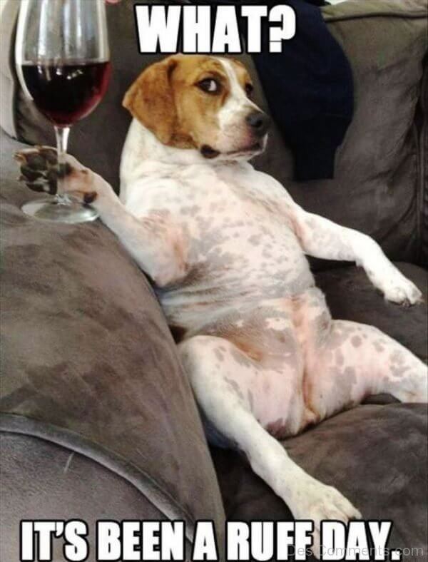 DOG MEMES. BEST, FUNNY and TRENDING DOG MEMES
