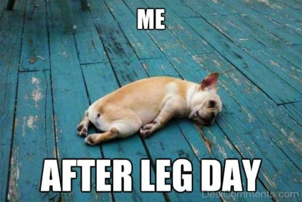 DOG MEMES. BEST, FUNNY and TRENDING DOG MEMES