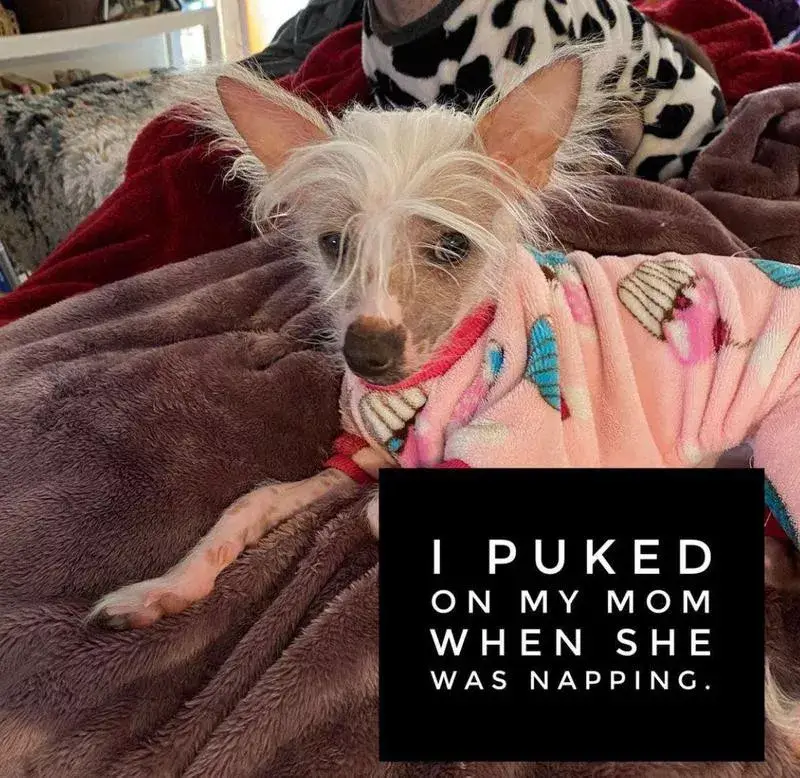 DOG SHAMING PHOTO